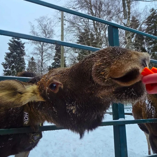 Из Костромы — на лосиную ферму!