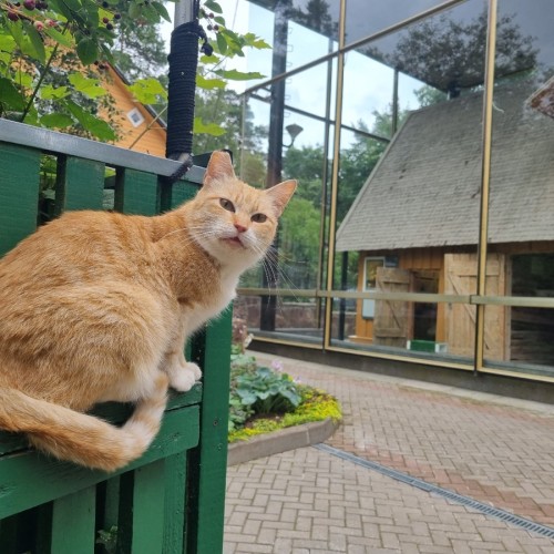Едем с таксой по ленинским местам Петербурга