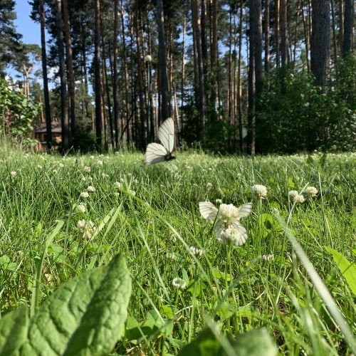 Сердце Алтая: легенды и тайны Чемальского тракта