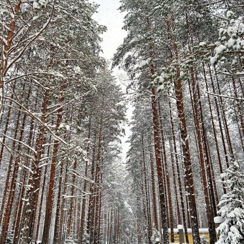 Карелия в белом наряде: зимняя сказка в Петрозаводске, Приладожье и парке «Рускеала»