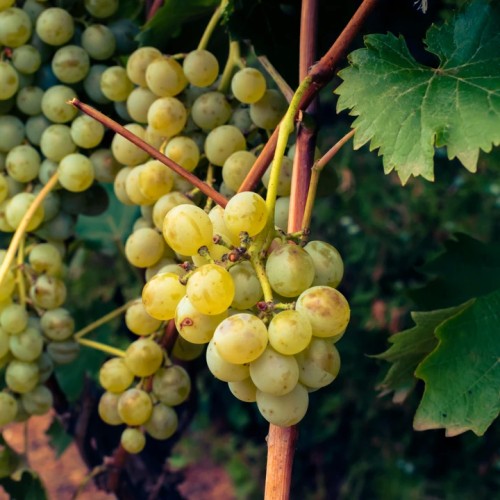 Со вкусом вина и ароматом лаванды: в Липецкую и Тульскую области из Москвы