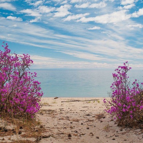 Краски Байкала: «Сибирский Париж», красоты Ольхона и цветение багульника