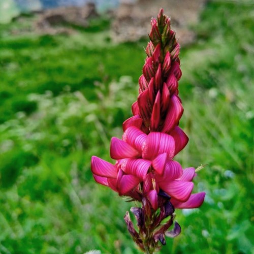 Семейный треккинг в Дигории с размещением в гостинице