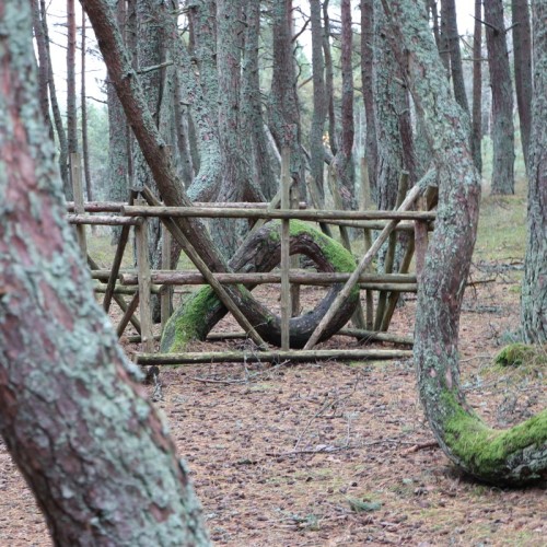 Экскурсия-фотосессия на Куршской косе