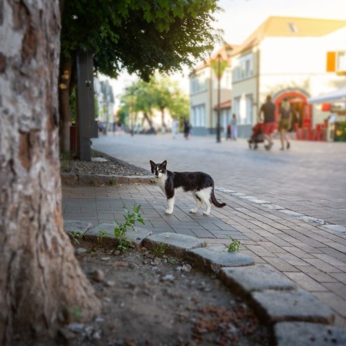 Тур в Калининград и область с ночью в замке и традиционными ужинами