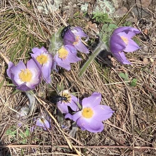 Сердце Алтая: легенды и тайны Чемальского тракта