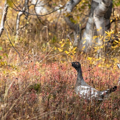 Большой поход с рюкзаками и палатками по Камчатке: вулканы, Тихий океан, термы и альпийские луга