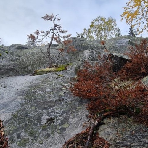 Детокс в Карелии: место силы, дары леса и походная романтика (всё включено)