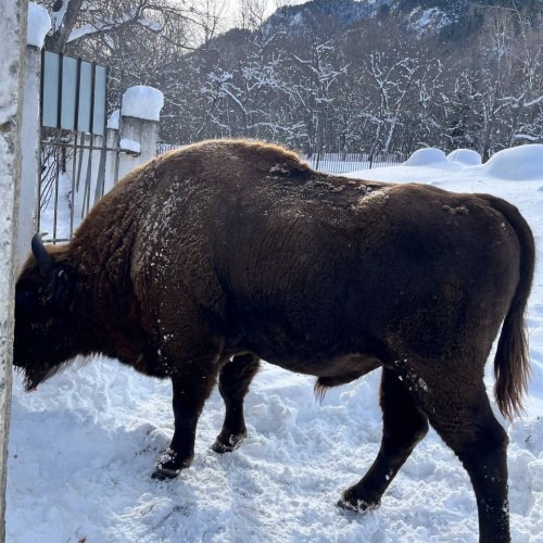 Отдых в Домбае с размахом: зимние красоты, квадроциклы, прогулка верхом, домик в горах (мини-группа)