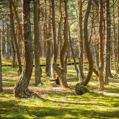 Тайны Куршской косы