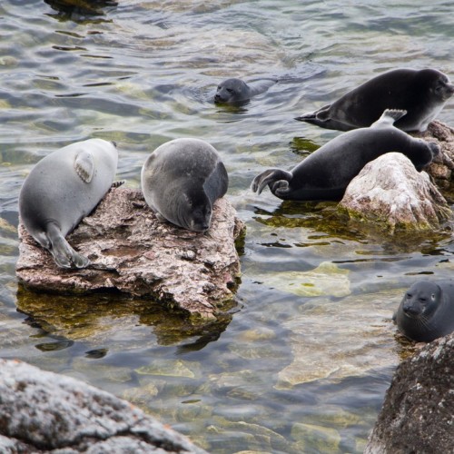 Тур «всё включено» на Байкал и в Бурятию: прогулка на катере, национальная кухня, буддийские святыни