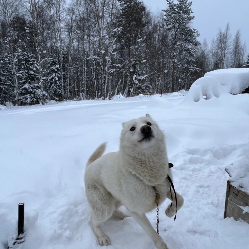 В самое сердце Северного Урала: путешествие «всё включено» на плато Маньпупунёр