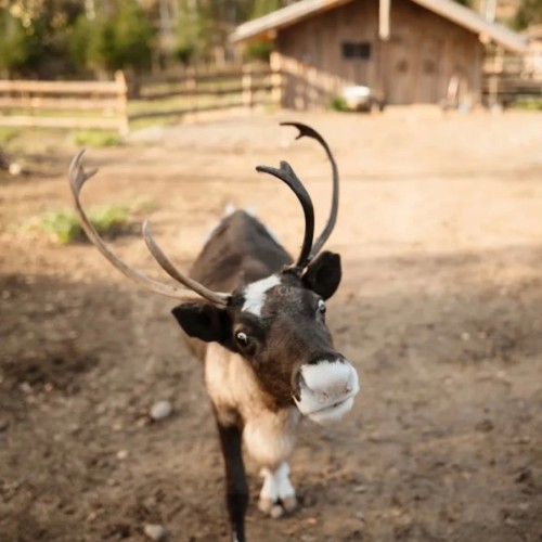 Знакомство с Карелией: хаски, олени, водопады и горный парк «Рускеала» (в группе)