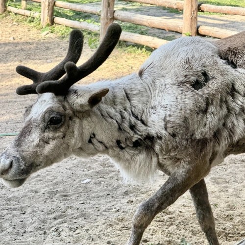 Лучшие впечатления от Карелии: крепость, водопады, хаски и музей в скале