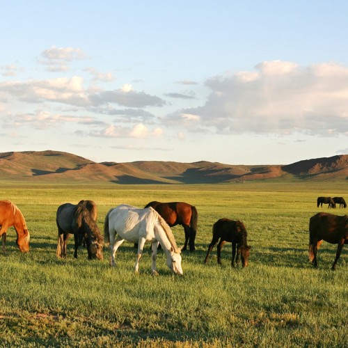Из Иркутска в Монголию: ночёвки у озера Хубсугул, знакомство с кочевой жизнью и фотосафари