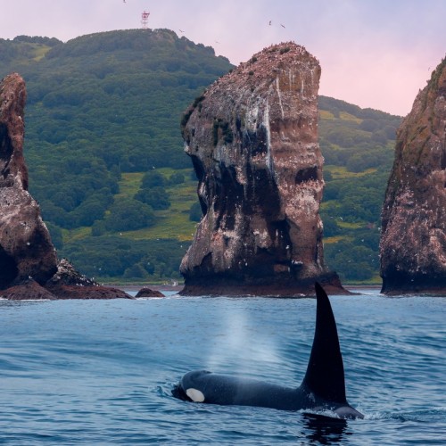 На Камчатку с вулканологом: VIP-экспедиция с прогулкой на вертолёте, рыбалкой, баней и деликатесами