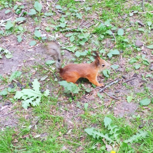 К фонтанам Петергофа — с ветерком на метеоре