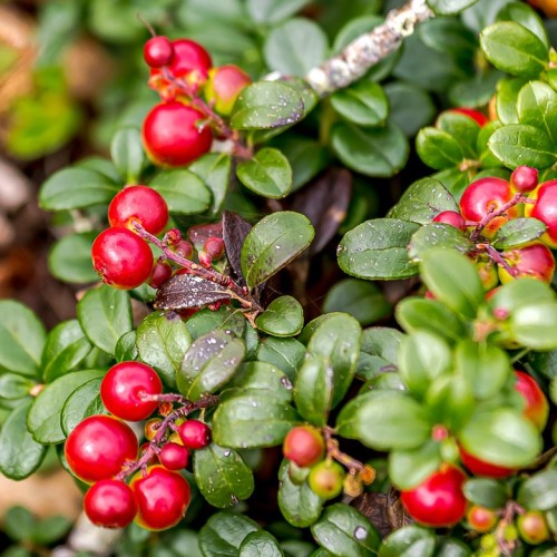 Гранд-тур по островам Дальнего Востока: Сахалин, Итуруп, Кунашир и Шикотан, термы и гастрономия