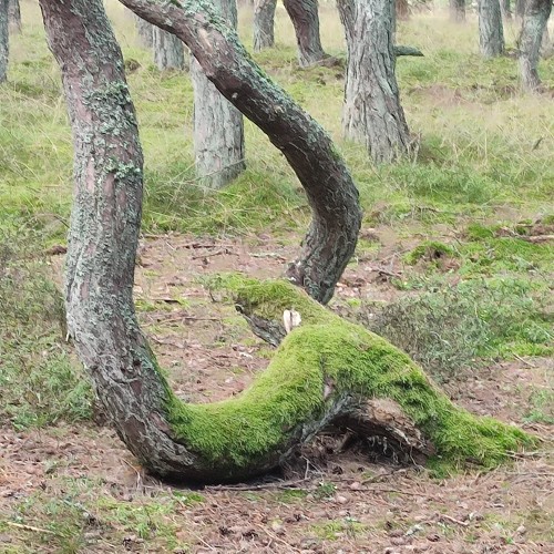 Куршская коса — уголок нетронутой природы
