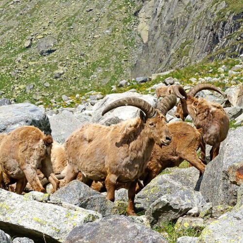 Треккинг налегке в Безенги с размещением в альплагере