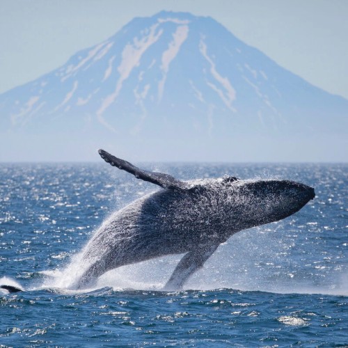 Большое путешествие по Камчатке: вулканы, глэмпинг в Мёртвом лесу и круиз в бухту Русская