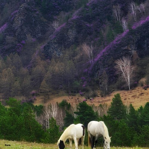 По цветущему Алтаю верхом: конный тур с проживанием на базе (всё включено)