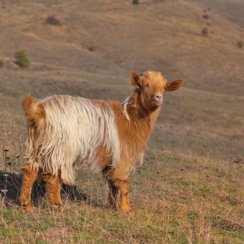 Выше облаков на 3760 метров на гору Шалбуздаг: треккинг налегке с проживанием в гостинице