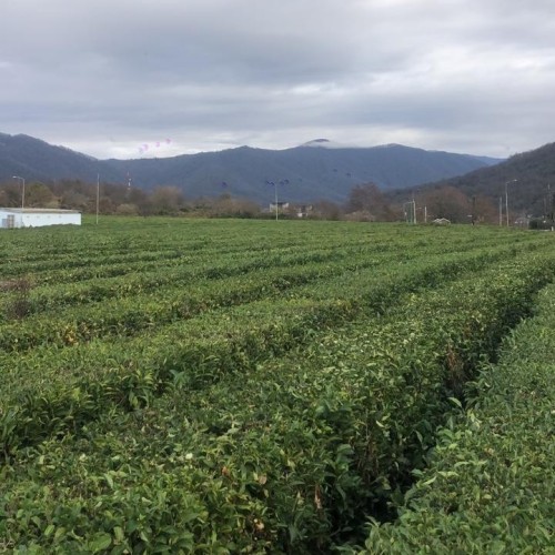 От сочинских водопадов до абхазских склонов: индивидуальный выезд