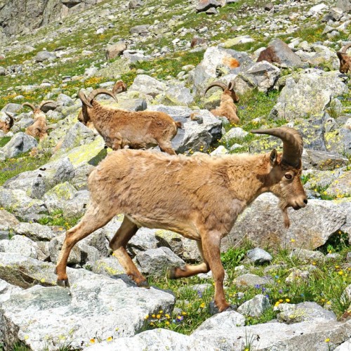 Перезагрузка в Безенги с проживанием в палатках: треккинг к ледникам, водопадам и диким турам
