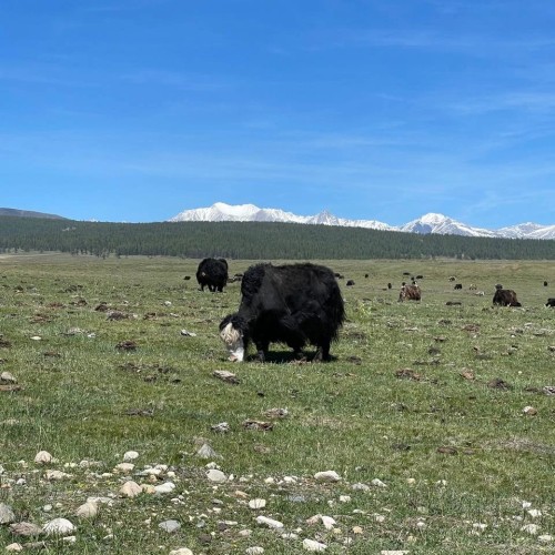 Из Иркутска в Монголию: ночёвки у озера Хубсугул, знакомство с кочевой жизнью и фотосафари