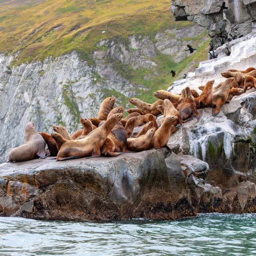 VIP-круиз с экспертами и музыкантами от Камчатки до Чукотки (всё включено)