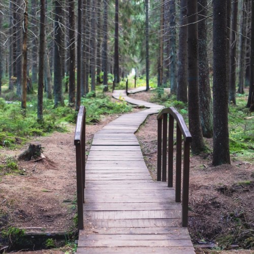 Большая прогулка по Комарово