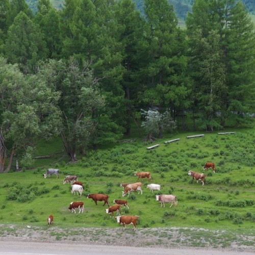 По Чуйскому тракту и перевалу Кату-Ярык с ветерком: трип на машине