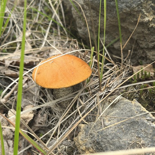 Джип-тур по дикой Камчатке: вулканы, источники, пикники на природе (всё включено)