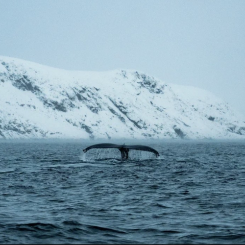 Арктические приключения: морская прогулка в поисках китов, Териберка и этническая деревня