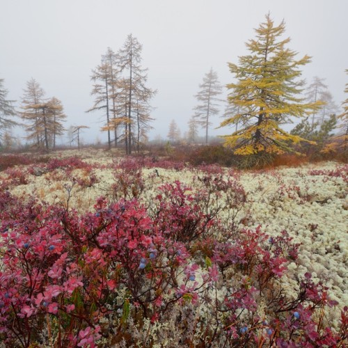 Колымские приключения: Магадан и окрестности в формате «всё включено»