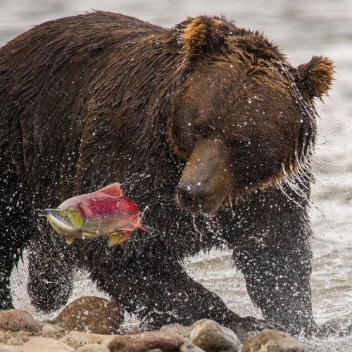 Активный отпуск на Камчатке: восхождение на вулкан, морская прогулка, сплав, баня