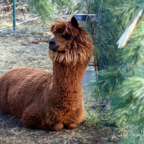 Неделя на Алтае: Телецкое озеро, Катунь и Чуйский тракт в мини-группе