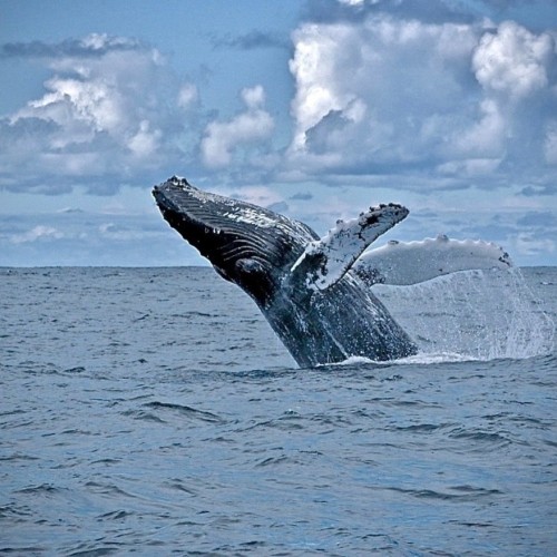 Вкус Севера: гастрономический тур по Кольскому полуострову для вашей компании