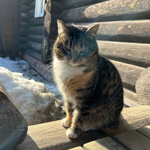 Сыр, бурёнки и вино: экскурсия с дегустацией на ферме под Петербургом