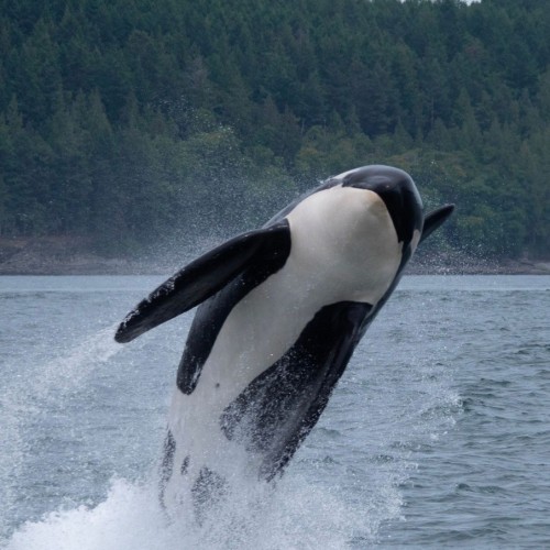 За деликатесами и к сивучам на Сахалин