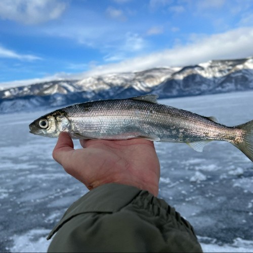Зимняя рыбалка на льду Байкала своей компанией