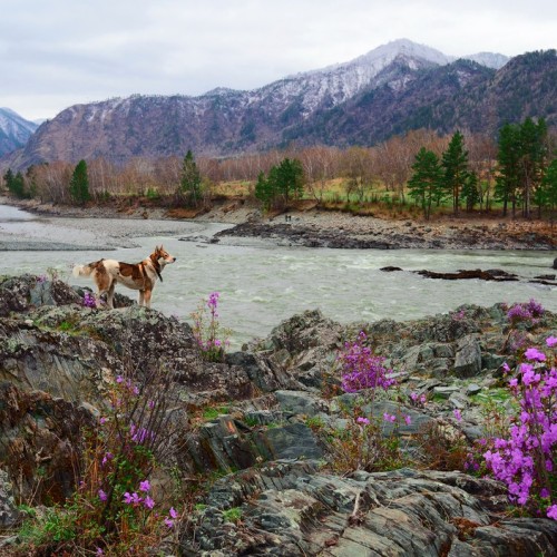 По цветущему Алтаю с выездом из Новосибирска и Горно-Алтайска: топовые места
