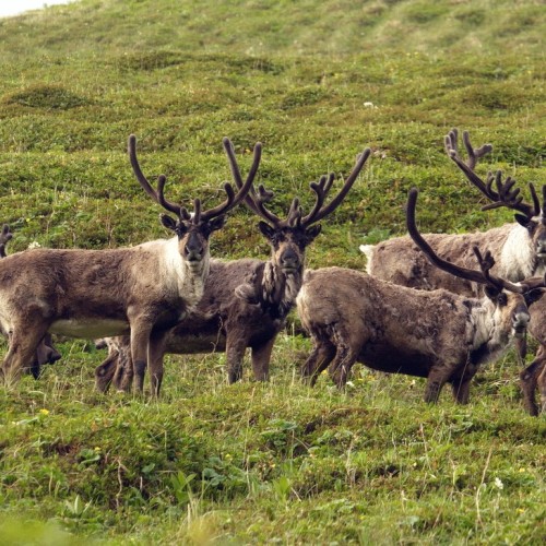 VIP-круиз с экспертами и музыкантами от Камчатки до Чукотки (всё включено)