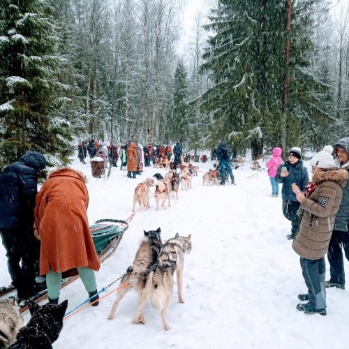 Хаски, «Рускеала», водопады: мини-путешествие в Карелию из Санкт-Петербурга на автобусе