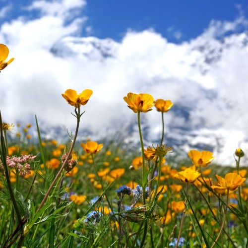 Треккинг налегке в Безенги с размещением в альплагере