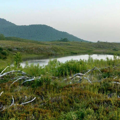 На лошадях к Корякскому вулкану с палатками. Всё включено