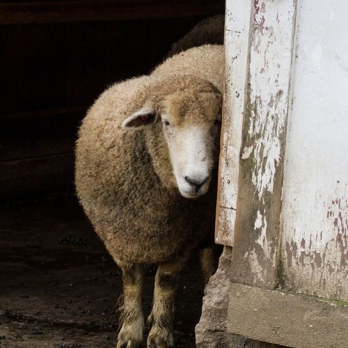 Виды и вкусы Дагестана с аэросъёмкой: топовые локации и национальная кухня