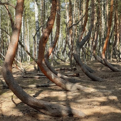 В Рязань своей компанией: Касимов, старинные сёла, городища, храмы, прогулки и природные чудеса