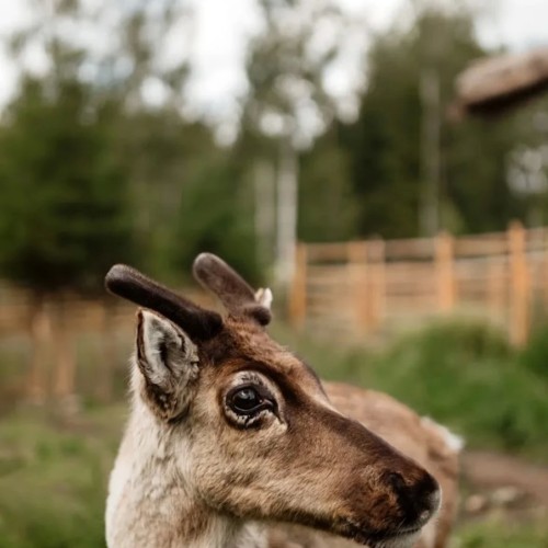 Знакомство с Карелией: хаски, олени, водопады и горный парк «Рускеала» (в группе)